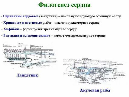Таблица сравнительная характеристика кровеносной системы позвоночных животных