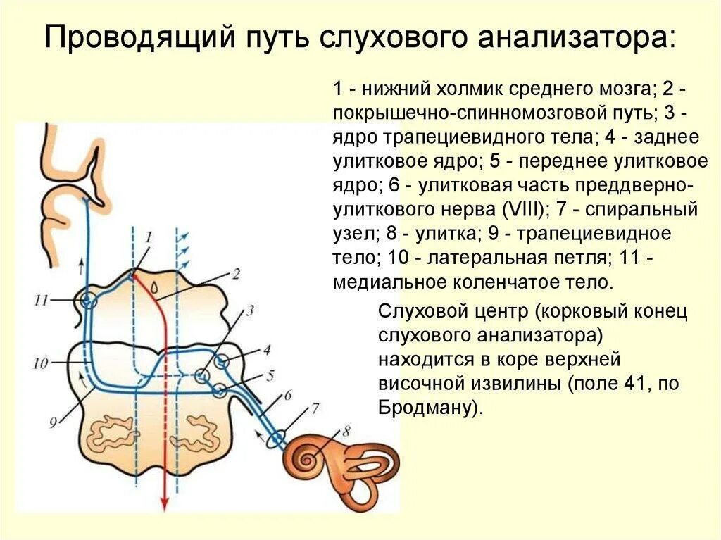 Слуховая дуга. Путь слухового анализатора схема нейрон. Проводящие пути слухового анализатора нейроны. Схема проводящих путей слухового анализатора. Проводниковый отдел слухового анализатора схема.
