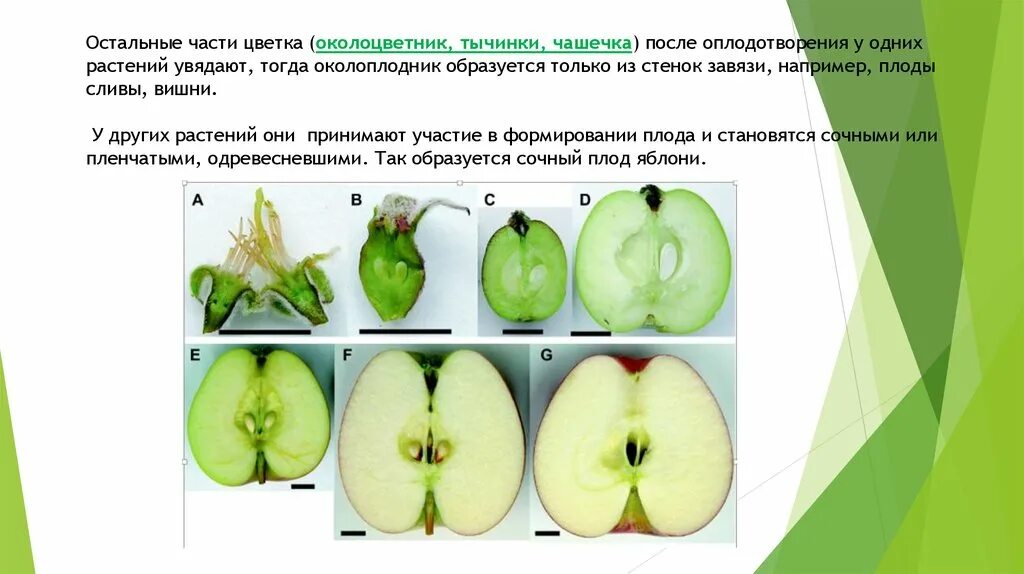 Внутри плодов созревают. Плод яблони в разрезе. Строение яблока. Строение плода яблока. Формирование плода у яблони.