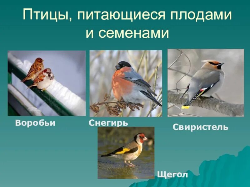 Объясните роль растительноядных и насекомоядных птиц. Растительноядные птицы. Всеядные птицы. Птицы Насекомоядные и растительноядные. Зерноядные птицы.
