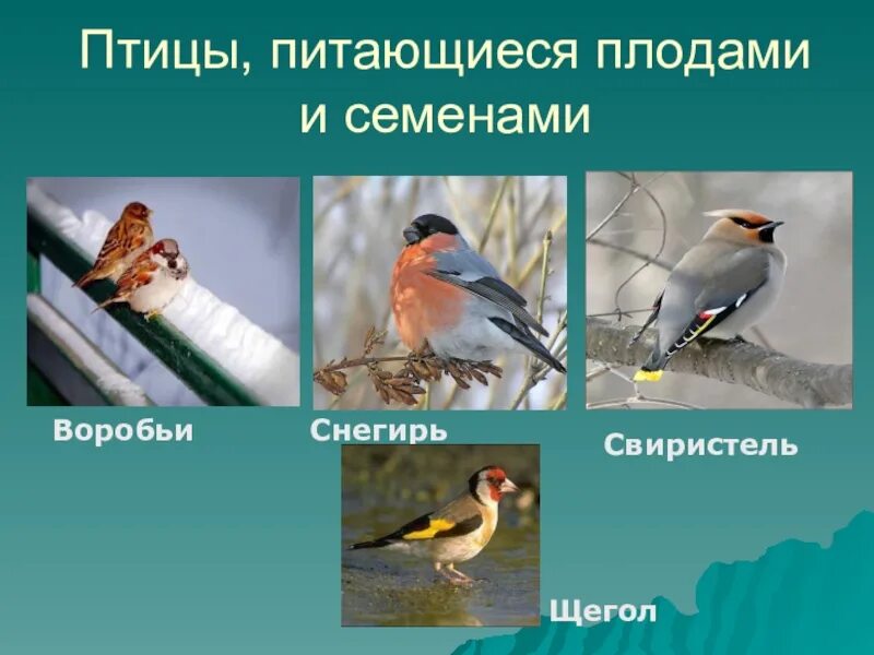 Роль растительноядных птиц в природных сообществах. Растительноядные птицы. всеядные птицы. птицы насекомоядные и растительноядные. зерноядные птицы.