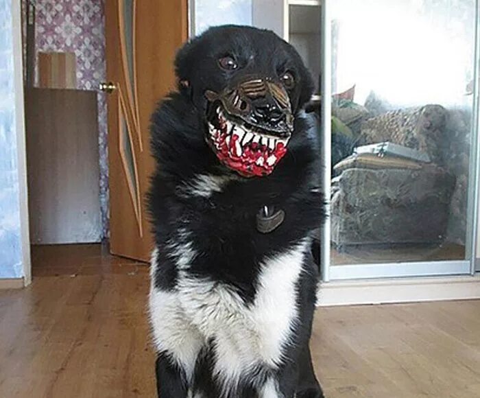 Страшный намордник для собаки. Злая собака. Собаки которые кусаются. Scary dog