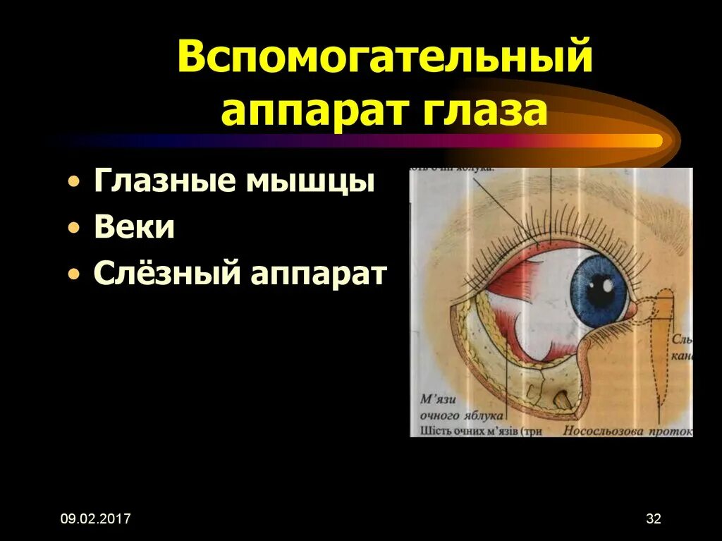 Глазное яблоко и вспомогательный аппарат глаза. Вспомогательных аппарат глаза зрительный аппарат. Вспомогательный аппарат глаза слезный аппарат глаза. Вспомогательные структуры глаза. Вспомогательные строение глаза