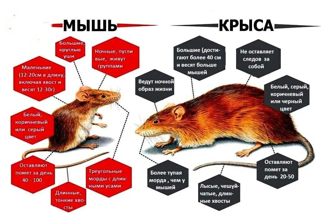 Отличия крысы от мыши внешние. Крыса и мышь отличия. Мышь и крыса разница. Чем отличается мышь от крысы. Как отличить мышь