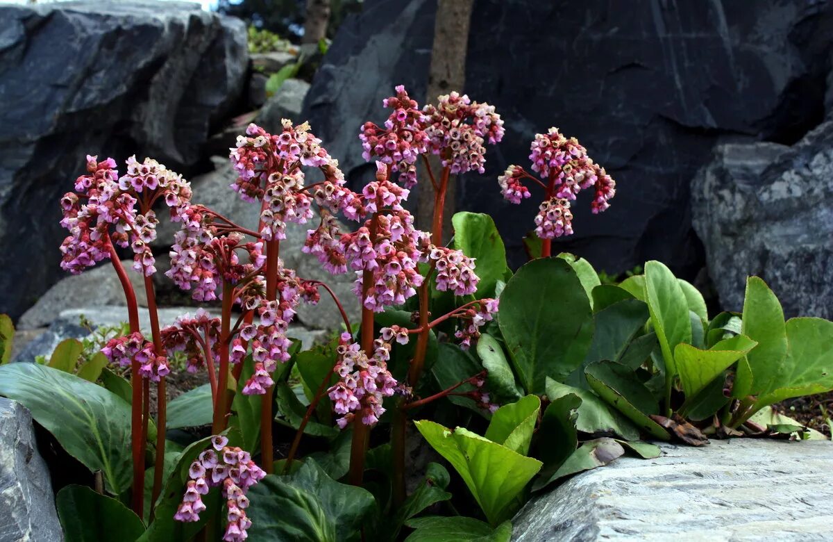 Бадан толстолистный. Бадан толстолистный Bergenia crassifolia. Бадан rotblum. Бадан сердцелистный Роуз. Цветок бадан фото и описание