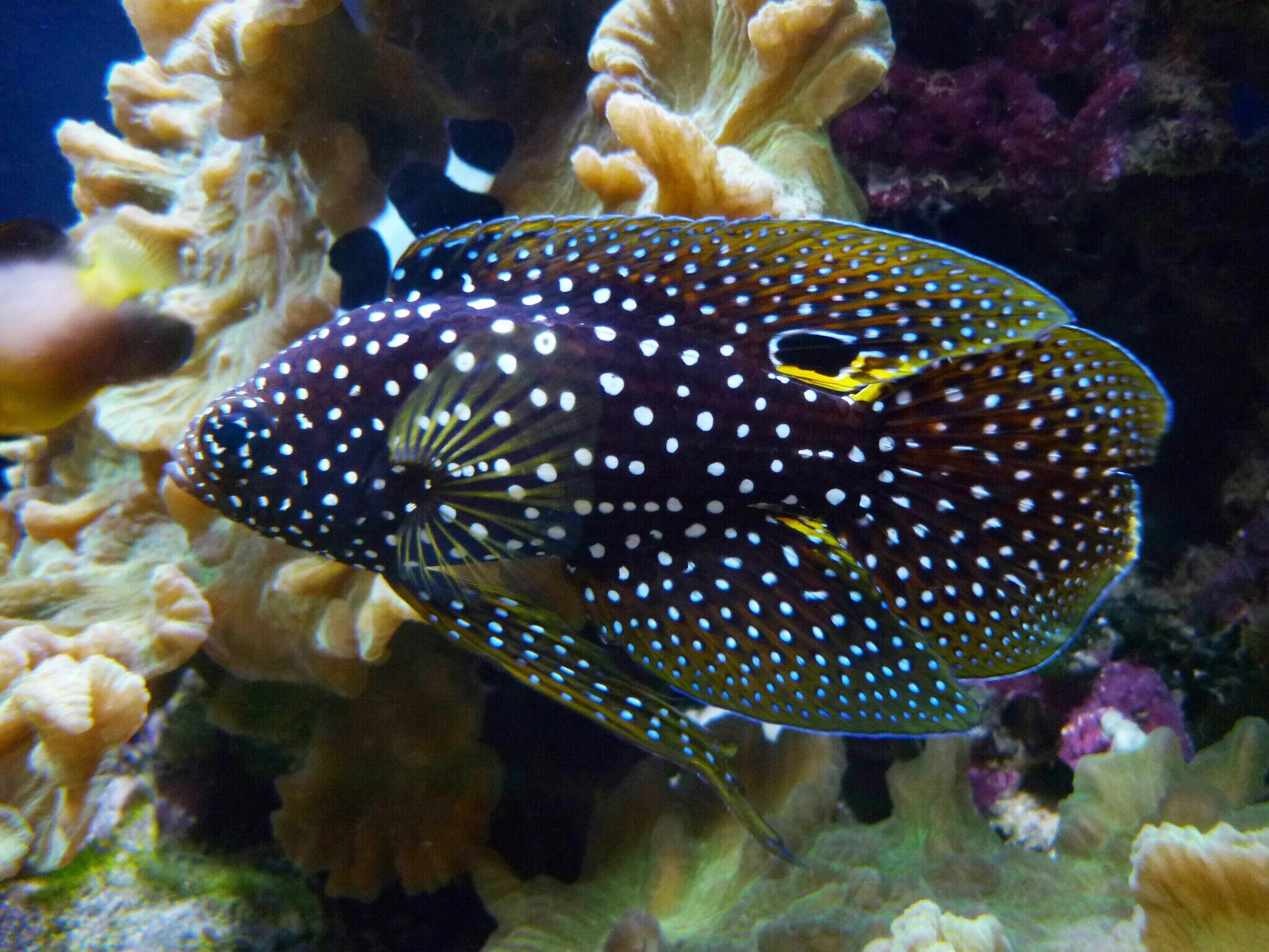 Морские рыбки купить. Каллоплезиопс-Комета. Групер Комета. Calloplesiops altivelis. Групер в аквариуме.