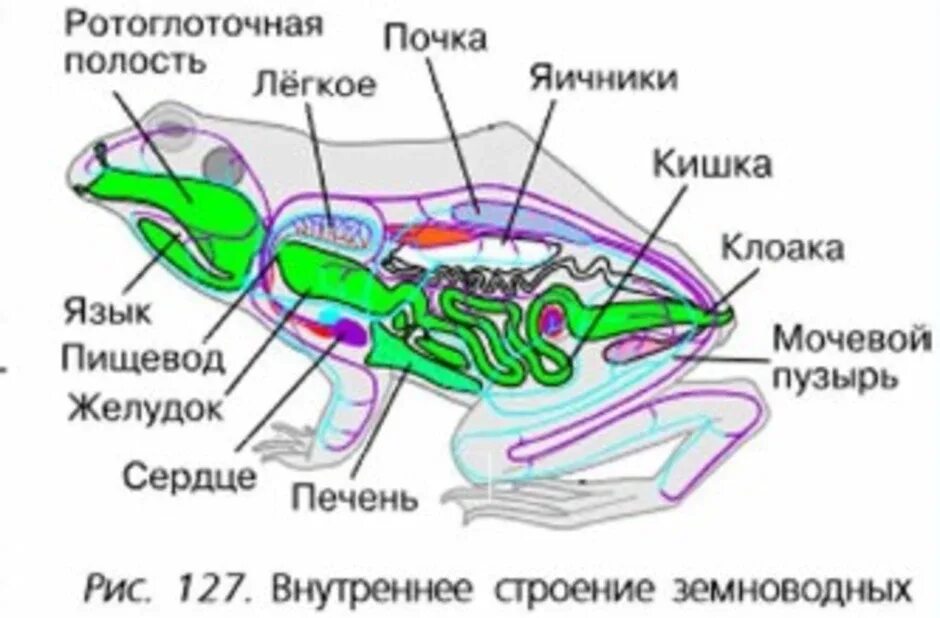 Внутреннее строение амфибии лягушки. Внутреннее строение земноводного лягушки. Рис 56 внутреннее строение земноводного. Рис 127 внутреннее строение земноводных. Тело земноводных состоит из