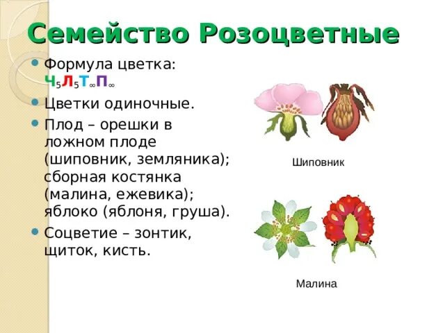 Розоцветные плод орешек. Формула семейства розоцветных. Семейство Розоцветные формула. Розоцветные растения формула цветка.