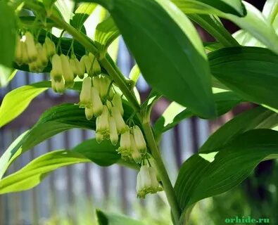 Каждое растение из семейства