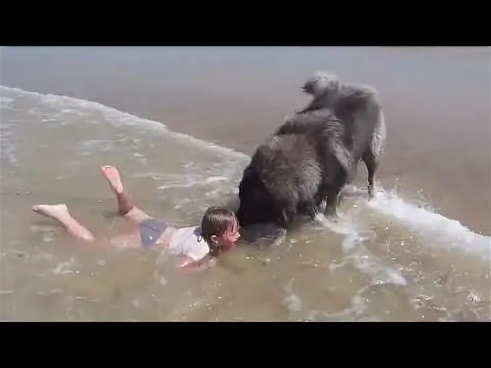 Собака спасает тонущего. Собака водолаз спасает человека. порода собак спасающих утопающих. ньюфаундленд спасает человека в воде.