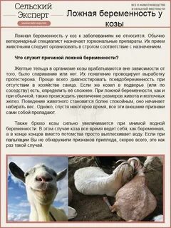 Через сколько козы приходят в охоту