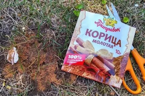 Против муравьев в огороде