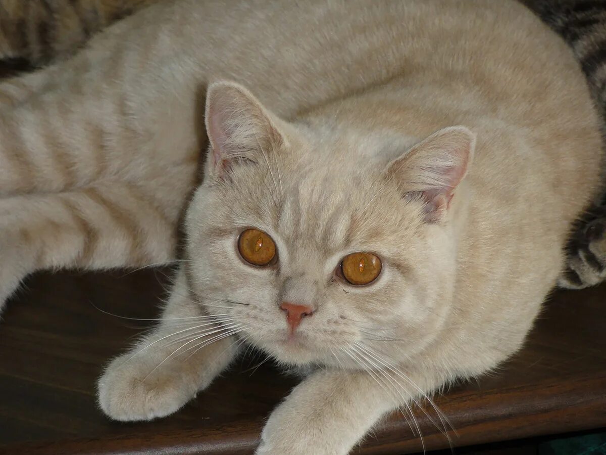 Кремовые коты фото Британские котята кремового окраса, мальчик Jesse (Джесси), помет от 06.04.2022
