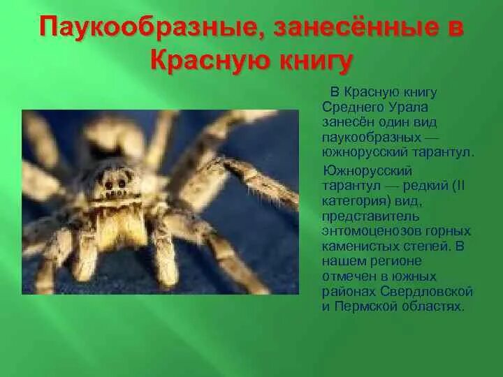 Адаптация паукообразных. Южнорусский Тарантул крестовик. Паук волк Южнорусский Тарантул. Южнорусский Тарантул самка. Тарантул Южнорусский красная книга.