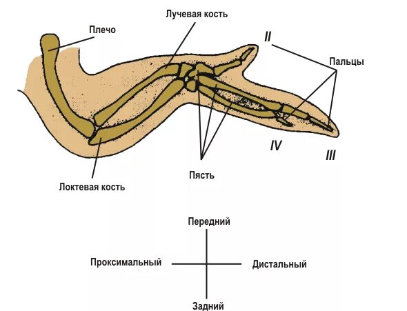 строение крыла птицы скелет. куриные крылышки на белом фоне. крыло птицы кости. кости куриного крыла. строение крыла курицы.