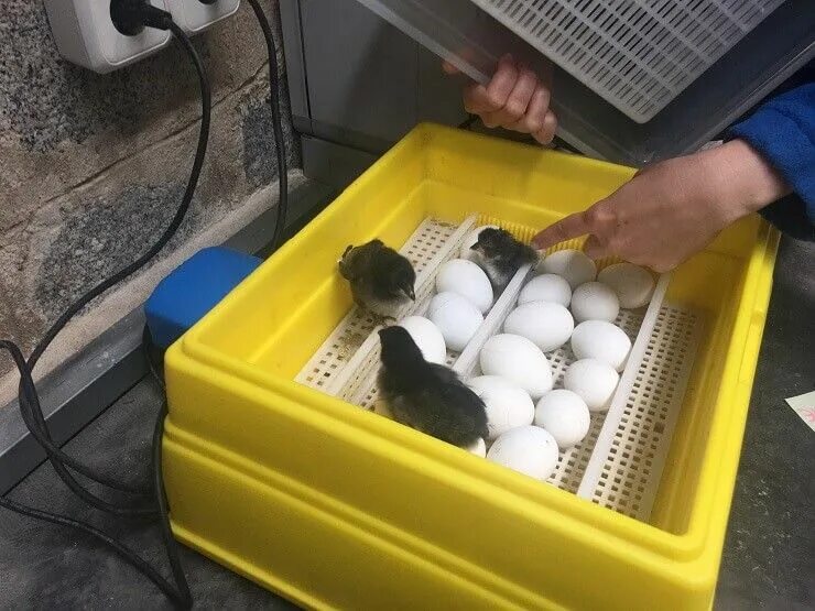 Купить яйца кур несушек для инкубатора. Инкубатор Несушка 104 закладка куриных яиц. Инкубатор Несушка цыплят зародыш. Инкубатор наседка на 100 яиц. Куриные яйца в инкубаторе.