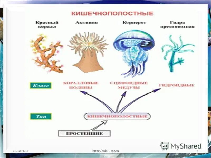 Группы организмов кишечнополостные. Кишечнополостные беспозвоночные животные. Классификация кишечнополостных схема. Личинки кишечнополостных строение. Кишечнополостные черви гидра.