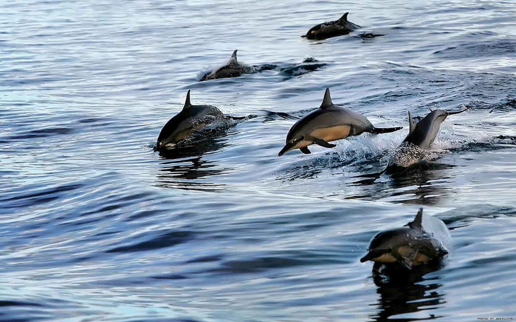 Обитатели крыма. Дельфин Охотского моря. Дельфины Охотского моря. Фауна Охотского моря. Стая дельфинов.