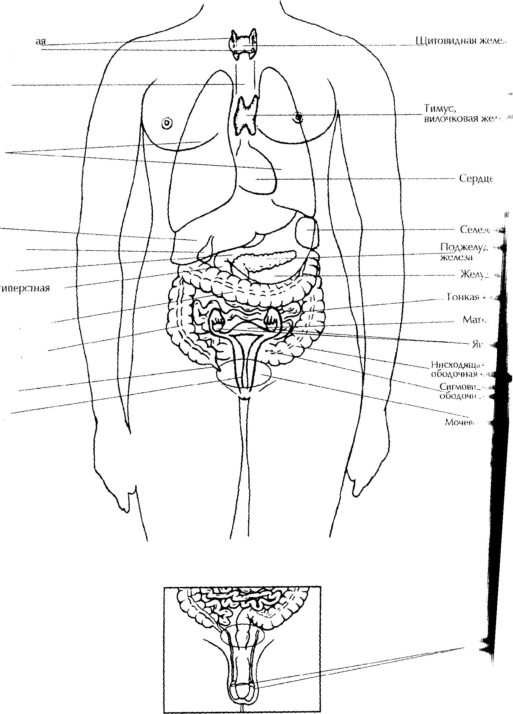 Строение внутренних женских органов человека. Схема органов человека женщины. Живот органы схема. Организм человека схема внутренние органы женщины. Схема строения женских внутренних органов.