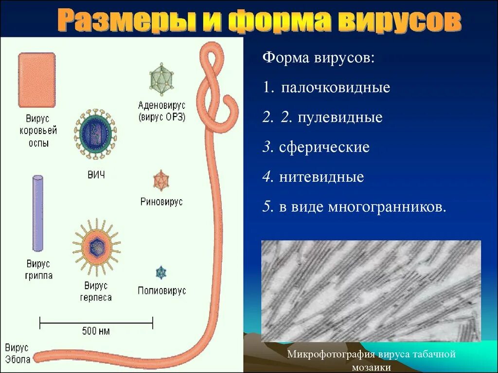 Две формы вирусов. Формы вирусов. виды форм вирусов. палочковидная форма вируса. формы вирусов биология.