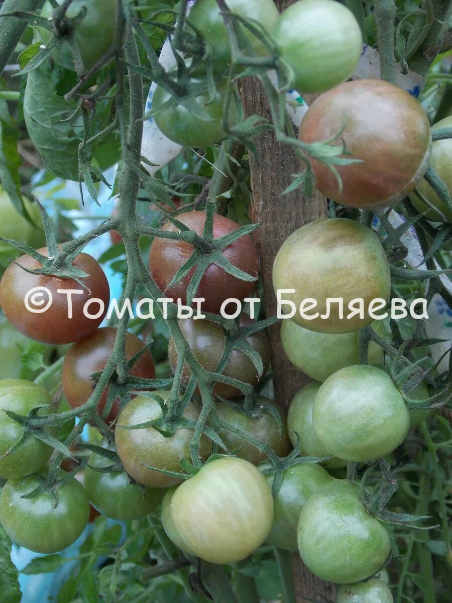 Сорт томатов вишня в шоколаде. Томат вишня в шоколаде томат. томат вишня шоколадная семена. томат сармат. томат сармат f1.