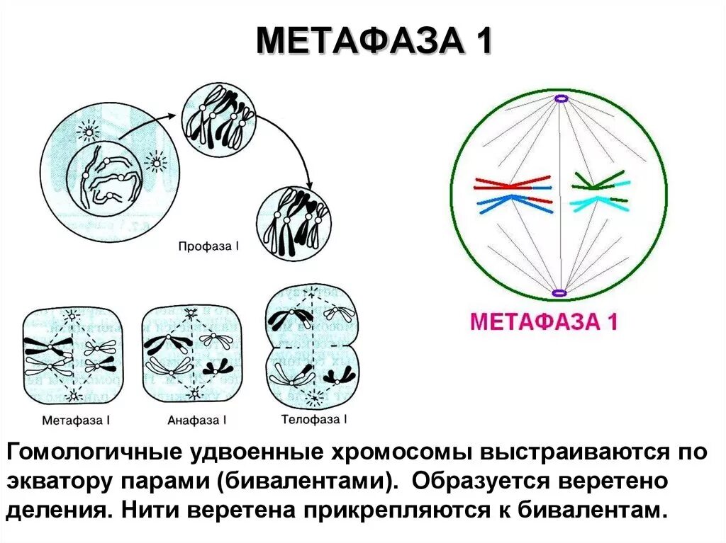 Хромосомы по экватору клетки
