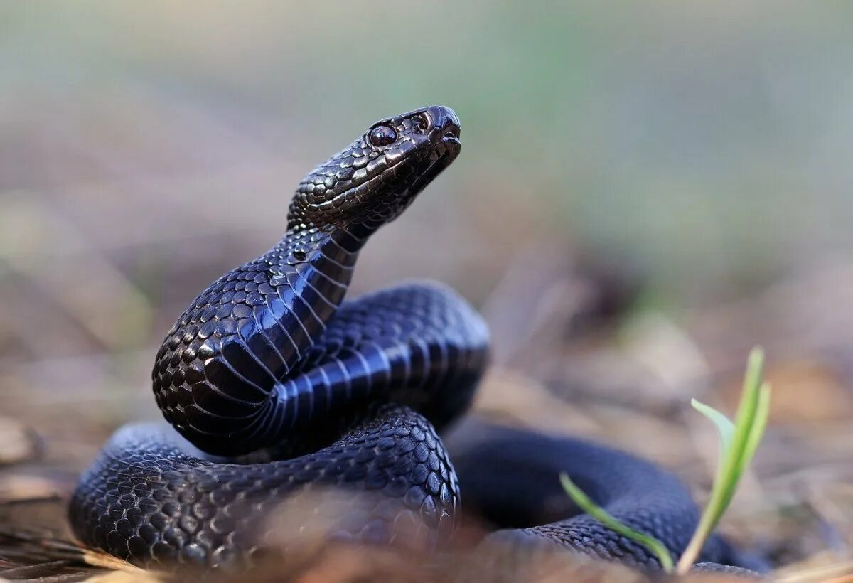 Фото гадюки. Обыкновенная гадюка меланист. Гадюка Никольского (Vipera nikolskii). Чёрная гадюка змея. Обыкновенная гадюка черная.