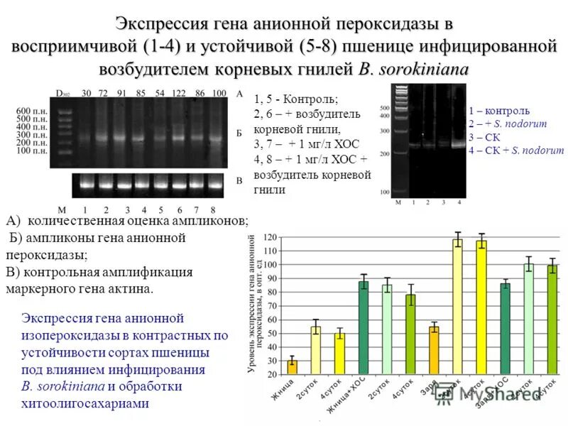 Озимая пшеница. Стабильность сорта. Семена пакетированные. Таблица сортов и гибридов огурцов и их характеристики. Стабильность сорта.
