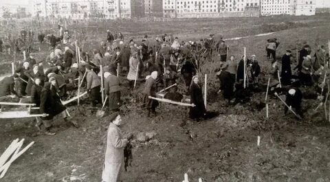 Что сажали в парках 1942 в ленинграде