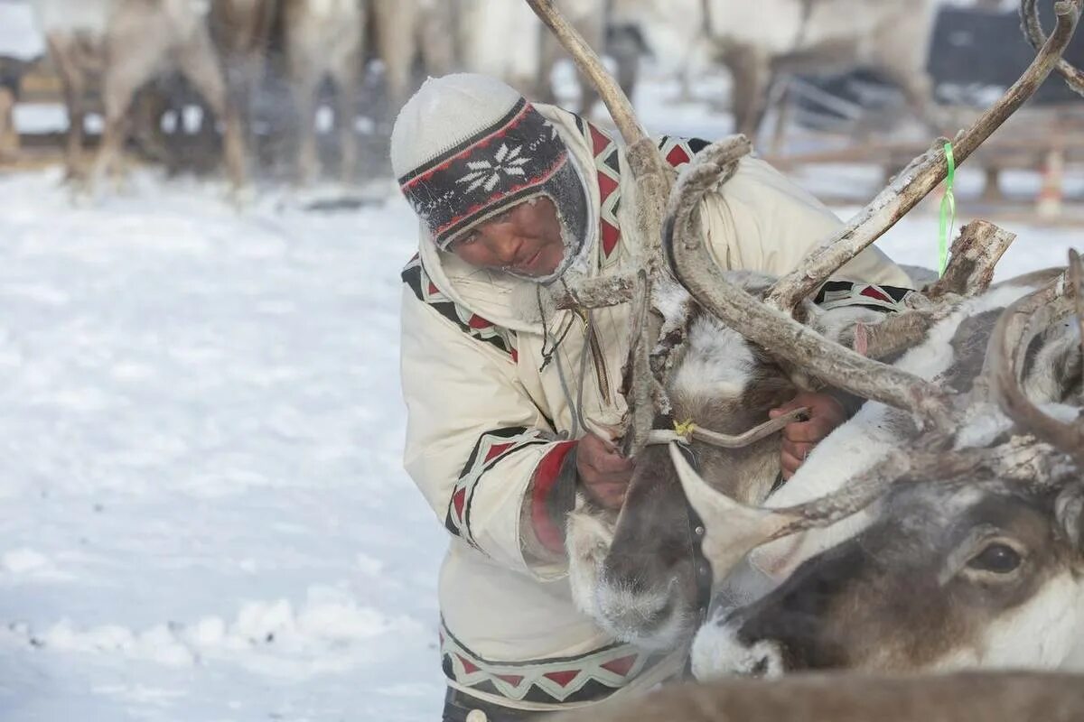 Оленеводство Таймыр. Ненцы Красноярского края. Ненцы Ханты манси чукчи. Каюр оленевод. Территория оленеводства