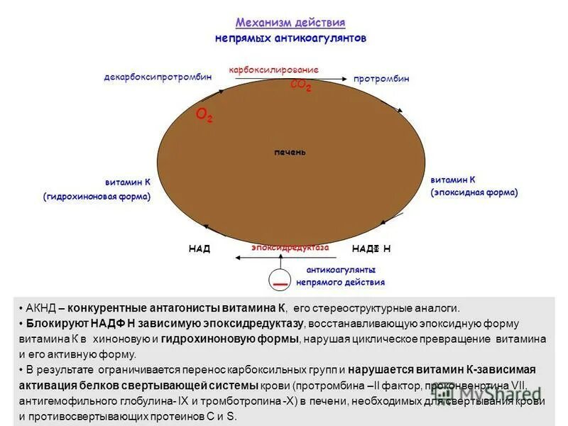 Механизм действия непрямых антикоагулянтов. Непрямые антикоагулянты механизм действия. Прямые и непрямыантикоагулянты. Антикоагулянты непрямого действия механизм действия. Механизм действия непрямых антикоагулянтов схема.