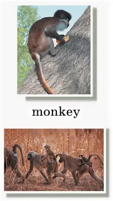 A chimp can dance перевод. Chimp перевод. перевод с англ chimp. перевод по английски chimp. как говорится слово по английски chimp.
