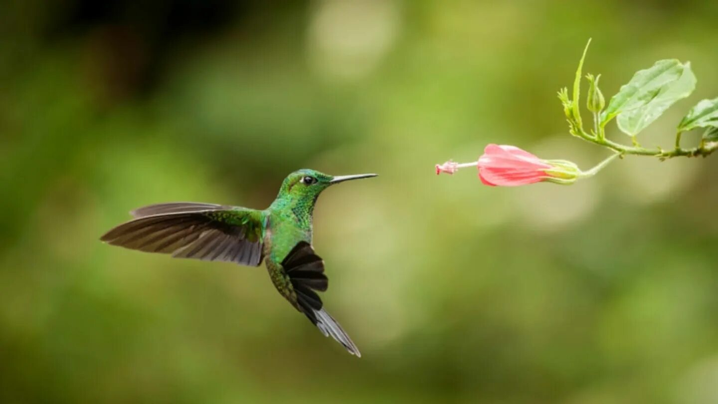 Colibri clean. Вымпелохвостый Колибри. Винногорлая Колибри. Колибри Южной Америки. Колибри Флорида.