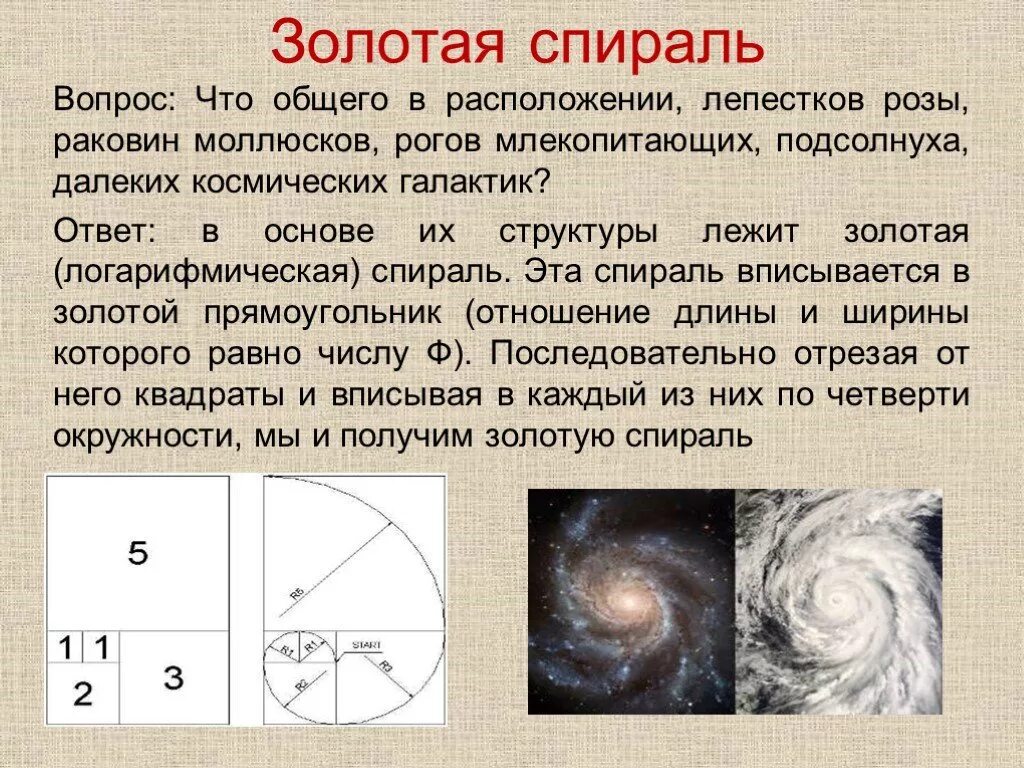 Фрактал золотое сечение. Спиральной динамике. Спираль развития организации. Спираль вопросов. Спираль вопросов.