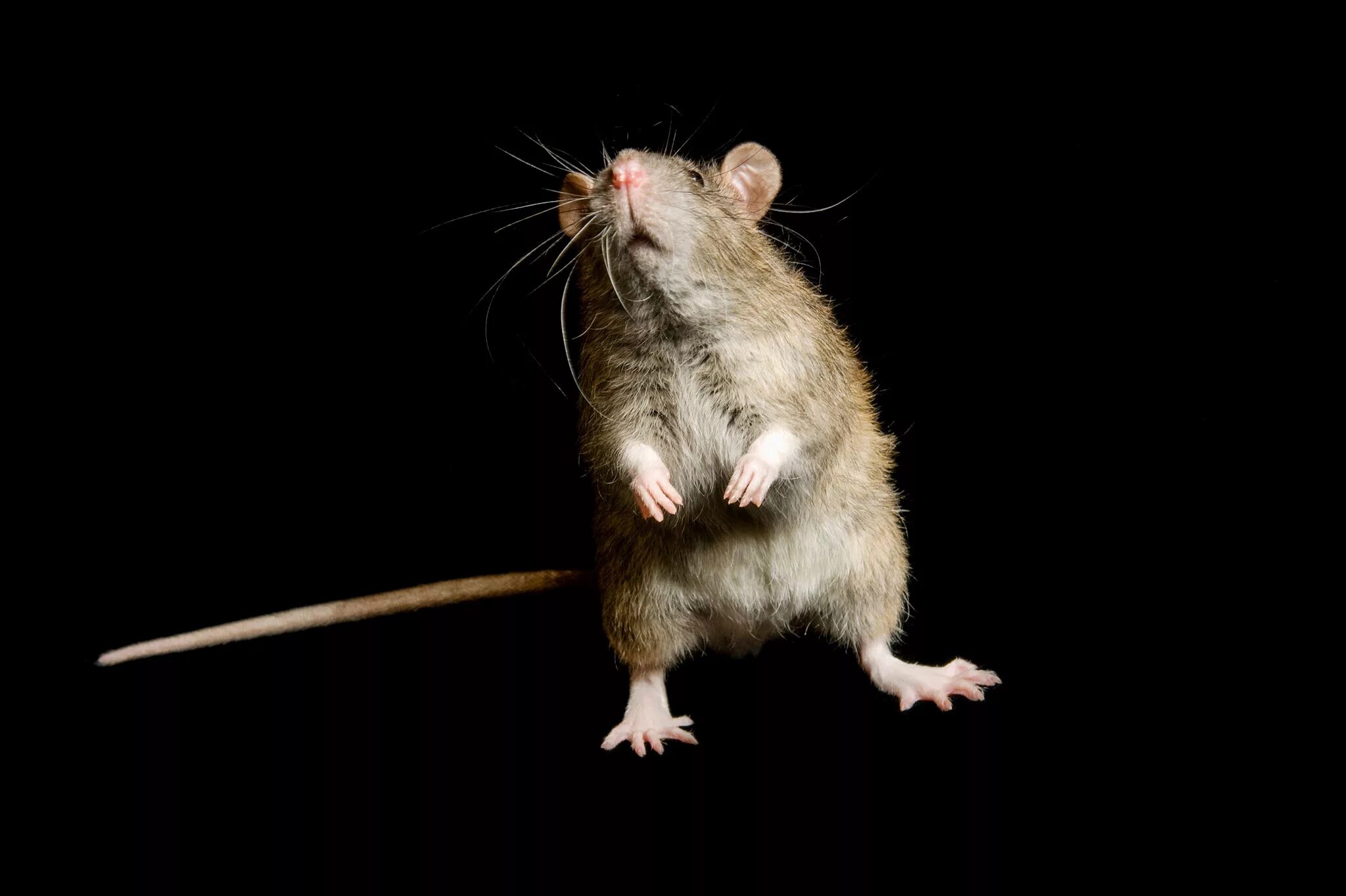 Толстоиглая крыса. Hoplomys gymnurus. Крыса на черном фоне. Крыса прыгает.