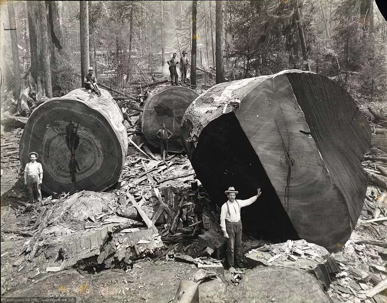Лесорубы Секвойя 19 век. Спиленная Секвойя 1892. Секвойя лесорубы США. Лесорубы и гигантские деревья 1892-1937.