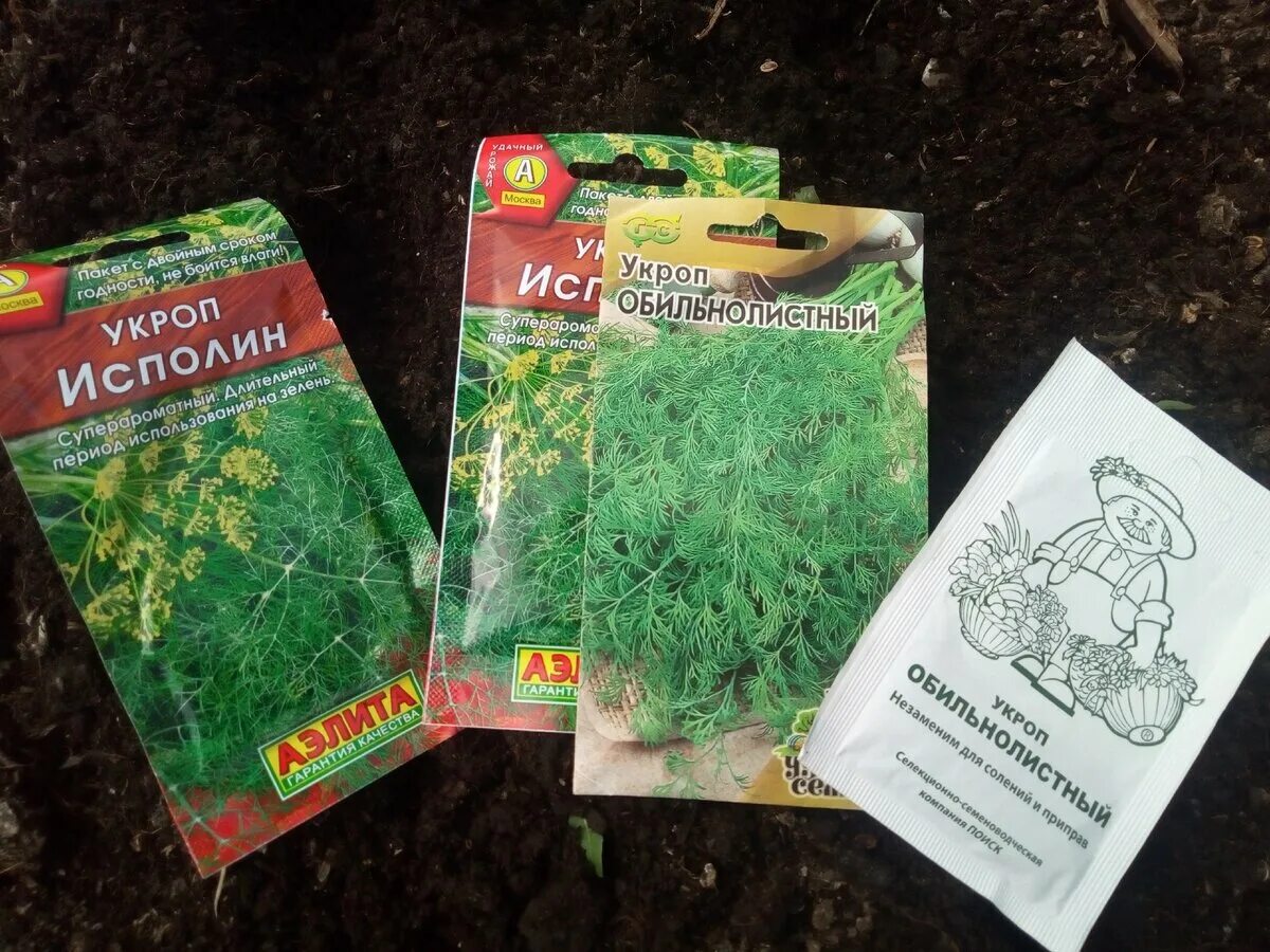 Как посадить укроп в открытый грунт семенами. Укроп. семена укропа для посадки. семена укропа посев. сорта укропа.
