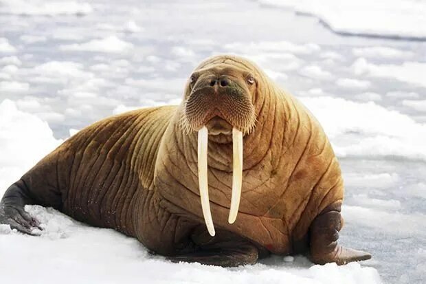 Морж Лаптевский подвид. Морж (Атлантический п/вид). Тихоокеанский морж (Odobenus rosmarus divergens). Морж в Арктике Арктика. Моржи в тундре