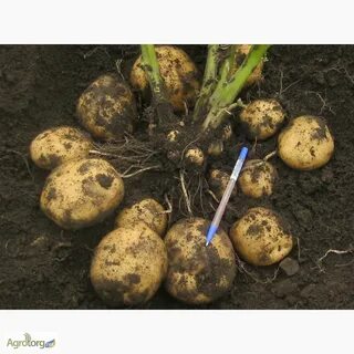 Какую картошку оставлять на семена