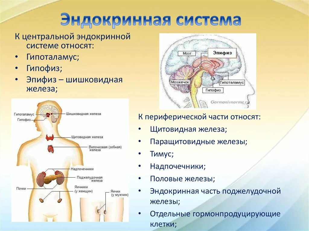 Парной железой является. .Система желез внутренней секреции. Функции. Эндокринная система железы секреции. Биология 8 класс система органов эндокринной системы. Железы эндокринной системы анатомия.