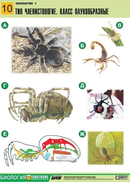 Беспозвоночные егэ. Таблица по зоологии. Карточки по зоологии. Дидактические карточки по зоологии. Задания по зоологии.