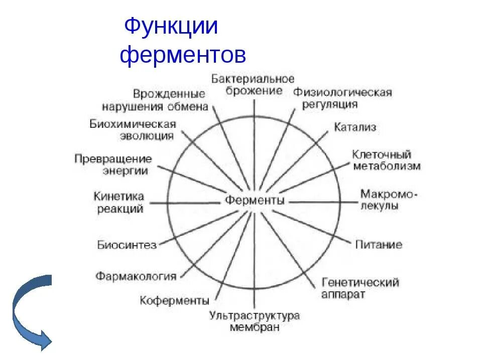 Биологическая роль ферментов в организме человека. Функции ферментов. Основные функции ферментов. Функции ферментов схема. Основные ферменты организма