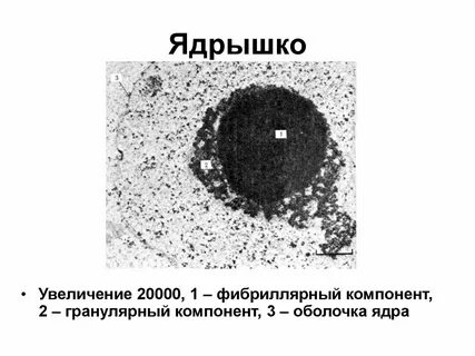 Исчезают ядрышки