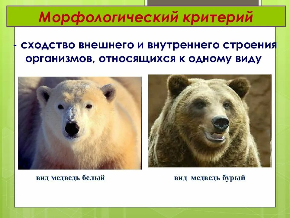 Сходное строение внешнего