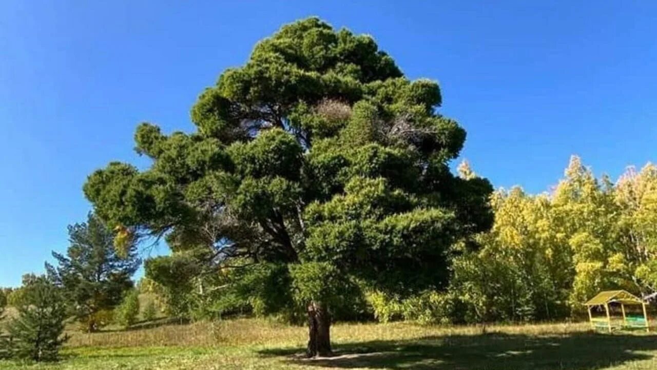 Сосна остистая межгорная. Стелмужский дуб, возраст около 2000 лет. Сосна мафусаил. Мафусаил калифорния. Сосна остистая мафусаила.