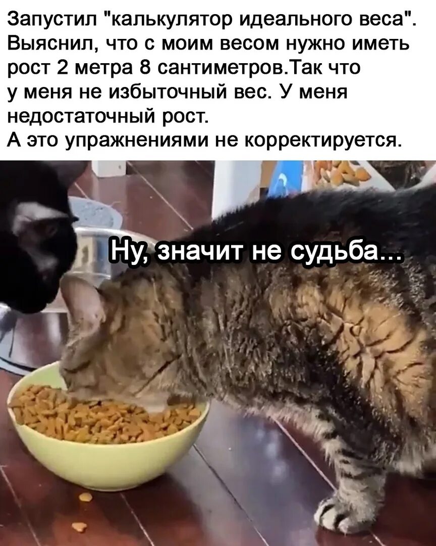 Мой кот ест. Кот жадно ест. кот жадно ест корм. кот жадничает. жадные коты.