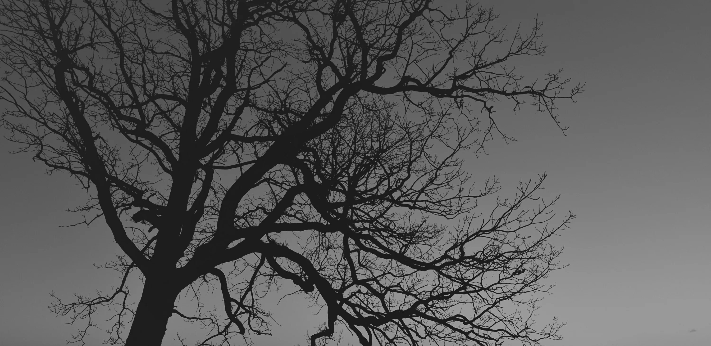 Ветвь туманного дерева. Страшное дерево. Жуткое дерево. Ветви деревьев. Мрачные ветки.