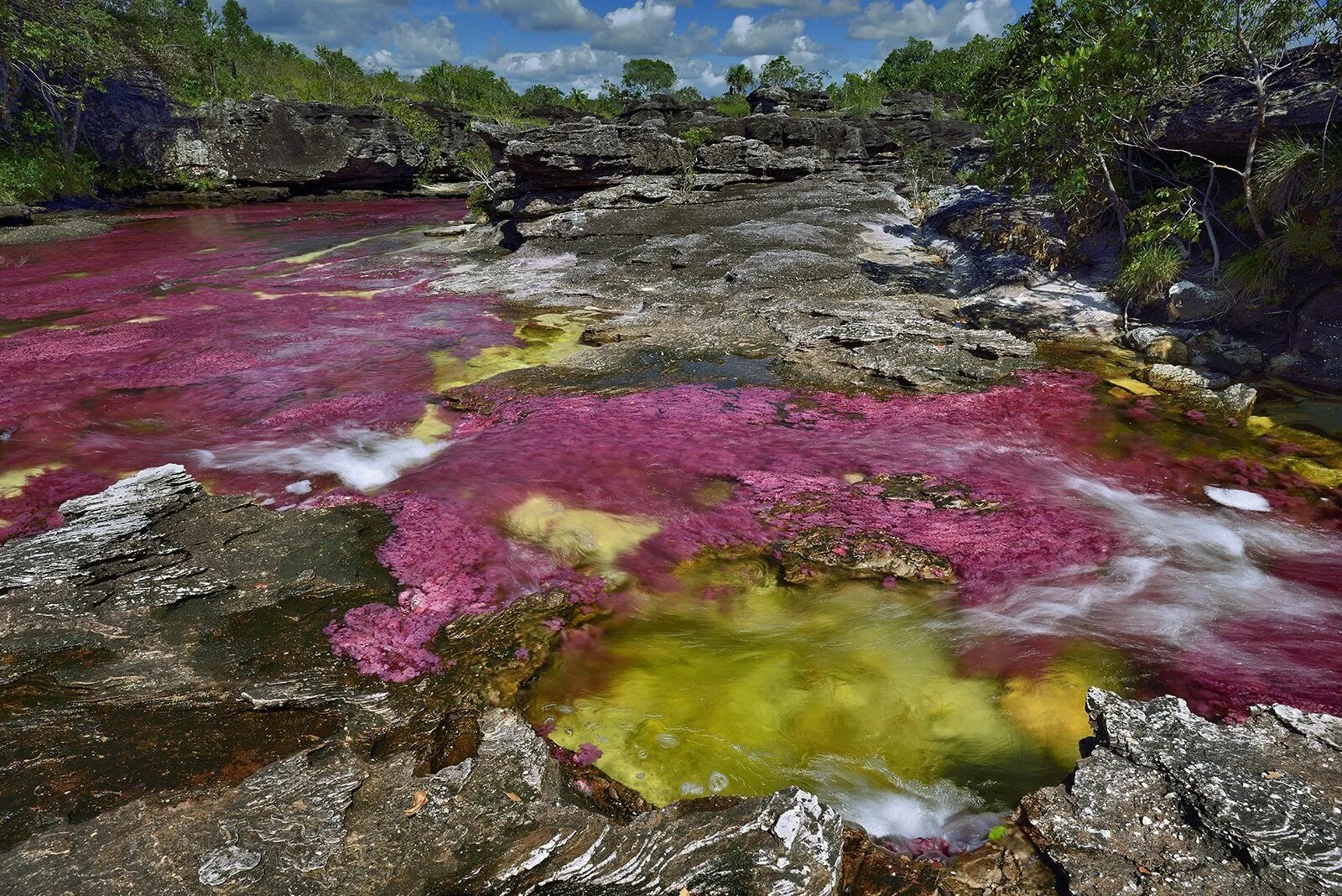 Самая теплая река в мире. Река Каньо Кристалес. Река Каньо-Кристалес Колумбия. Разноцветная река Каньо-Кристалес (Колумбия). Каньо Кристалес река пяти цветов в Колумбии.