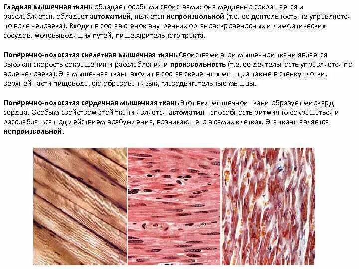 Какая особенность гладкой мышечной ткани. Признаки поперечно полосатой мышечной ткани. Характеристика гладких мышечных тканей. Типы мышечной ткани характеристика. Характеристики поперечной полосатой мышечной ткани.