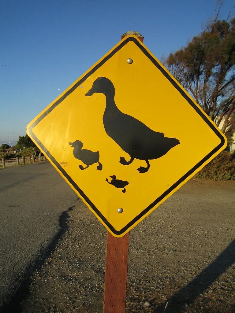 Знак с утками. Знак осторожно утки. Дорожный знак с утками. Знак осторожно гуси. Знак уточки дорожный.